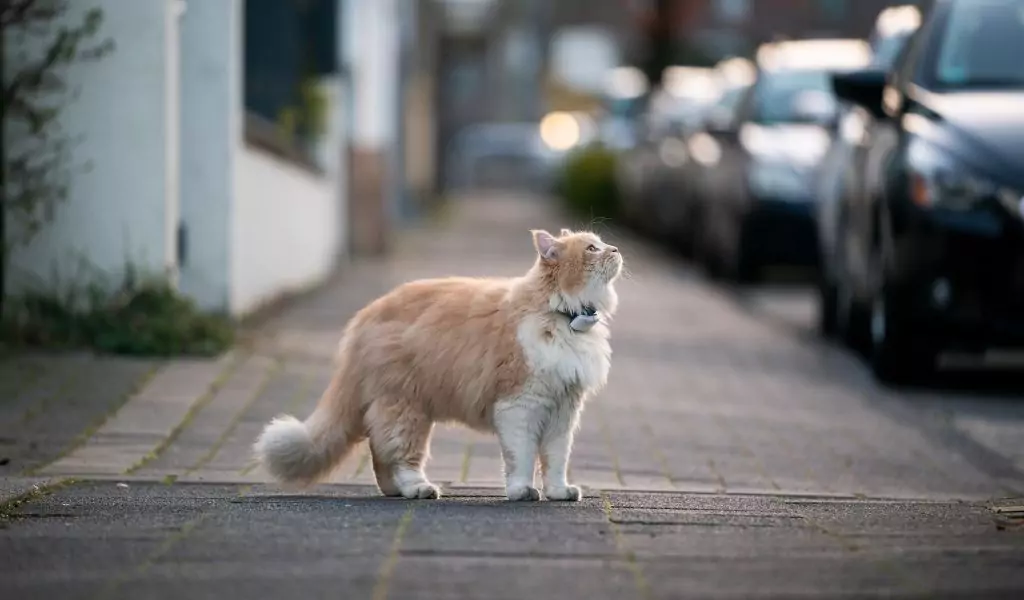 Die Vorteile der Verwendung eines GPS-Tracker-Chips bei Katzen